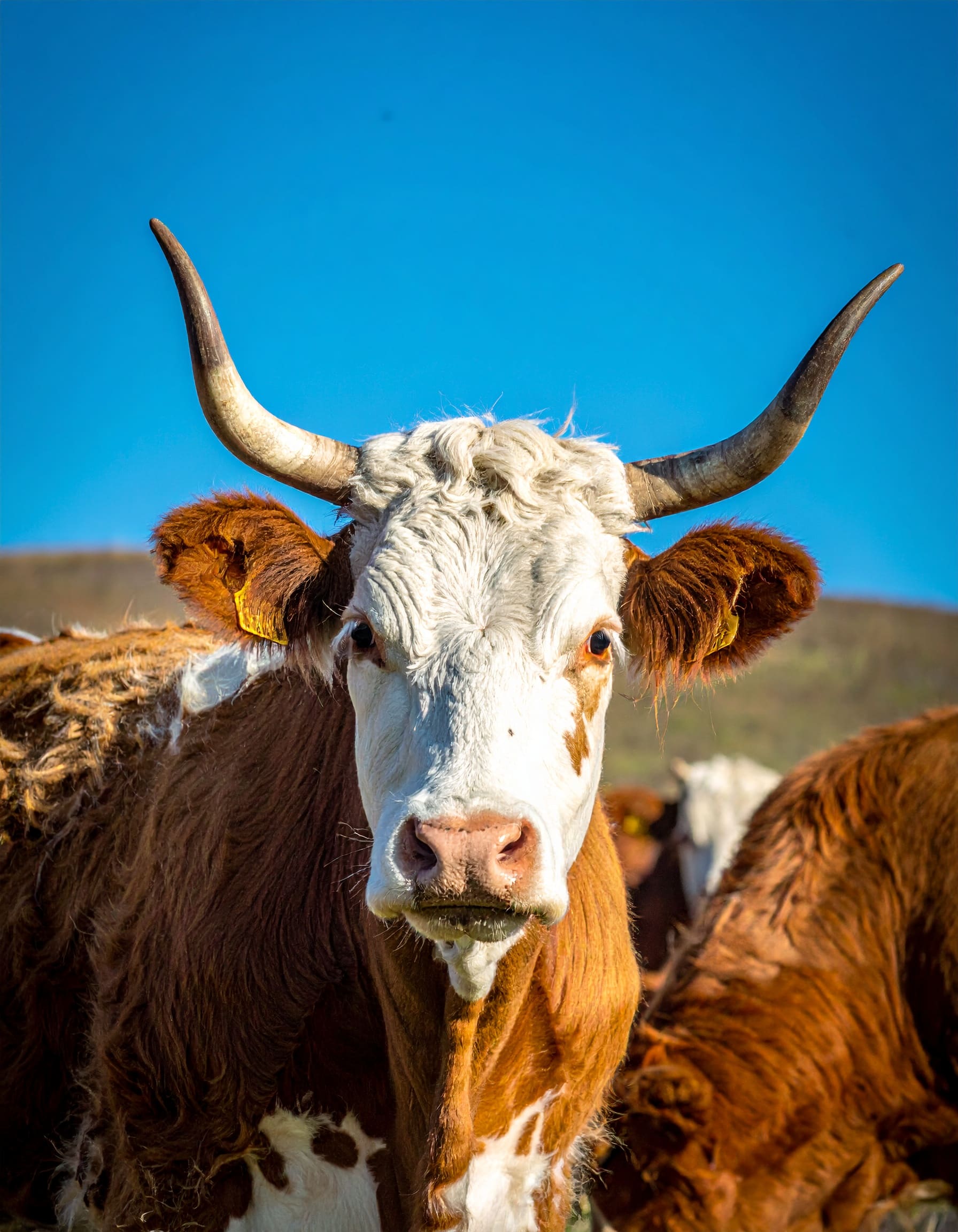 Firefly__cattles, blue background 954047